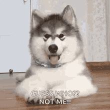 head-tilt-malamute.gif